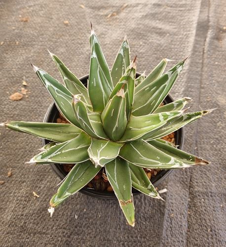 Agave Victoria Reginae