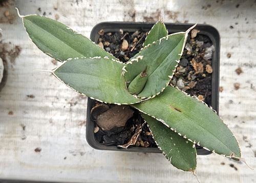 Agave Titanota Gentry- Sml
