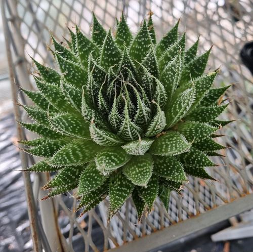 Aristaloe Aristata (Lace)