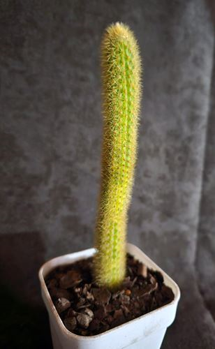 Cleistocactus Golden Rat Tail Variegated