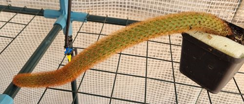 Cleistocactus Winteri Red Rat Tail
