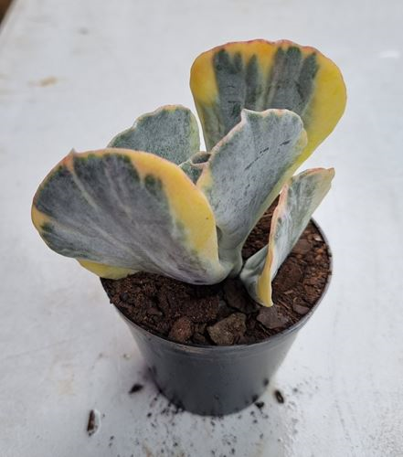 Cotyledon Undulata Variegated