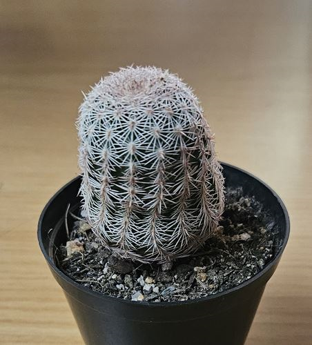 Echinocereus Rigidissimus Rainbow Cactus