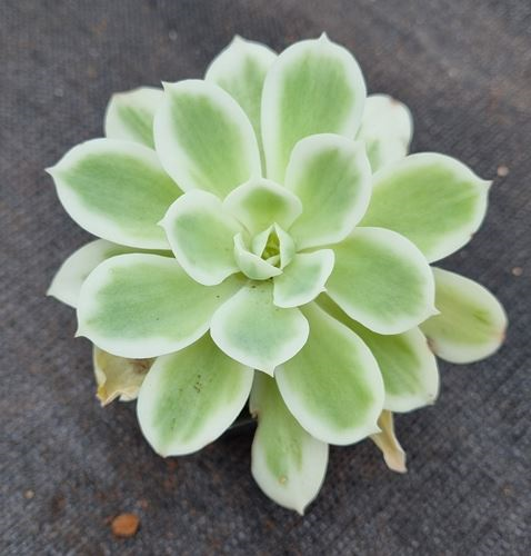 Echeveria Lemon Rose Variegated