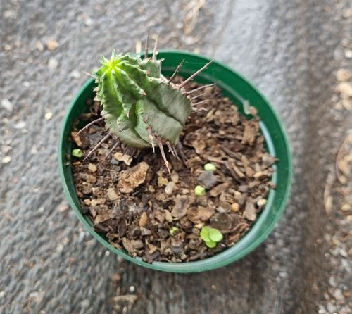 Euphorbia Horrida Sml
