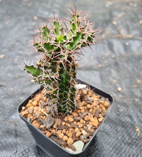 Euphorbia Sekukuniensis