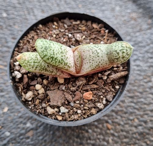 Gasteria Pulchra
