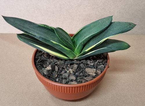 Gasteria Alba Marginata