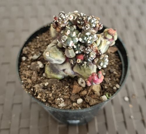 Gymnocalycium Transformer Lrg