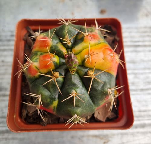Gymnocalycium Baldianum Variegated
