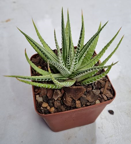 Haworthia Fasciata Variegated