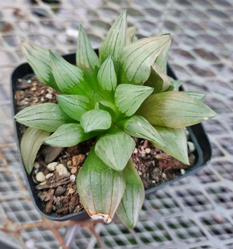 Haworthia Atrofusa Watermelon - Med
