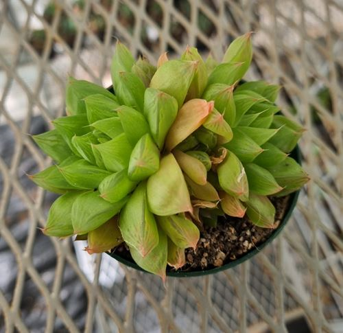 Haworthia Cymbiformis