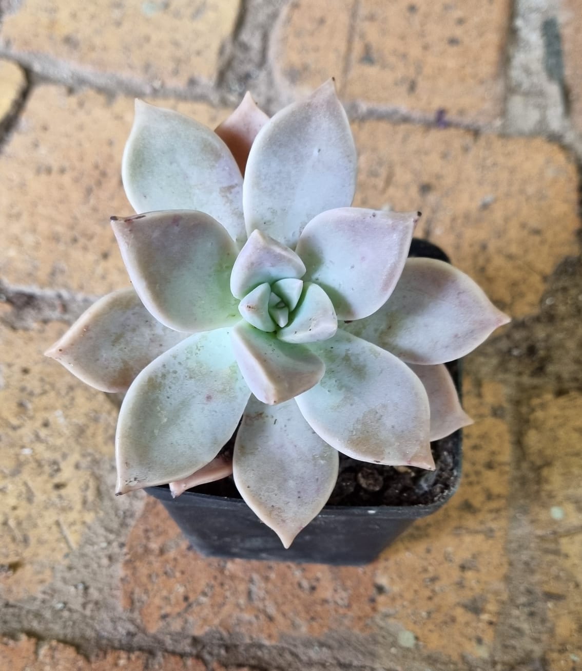 Graptoveria Glitter Pink