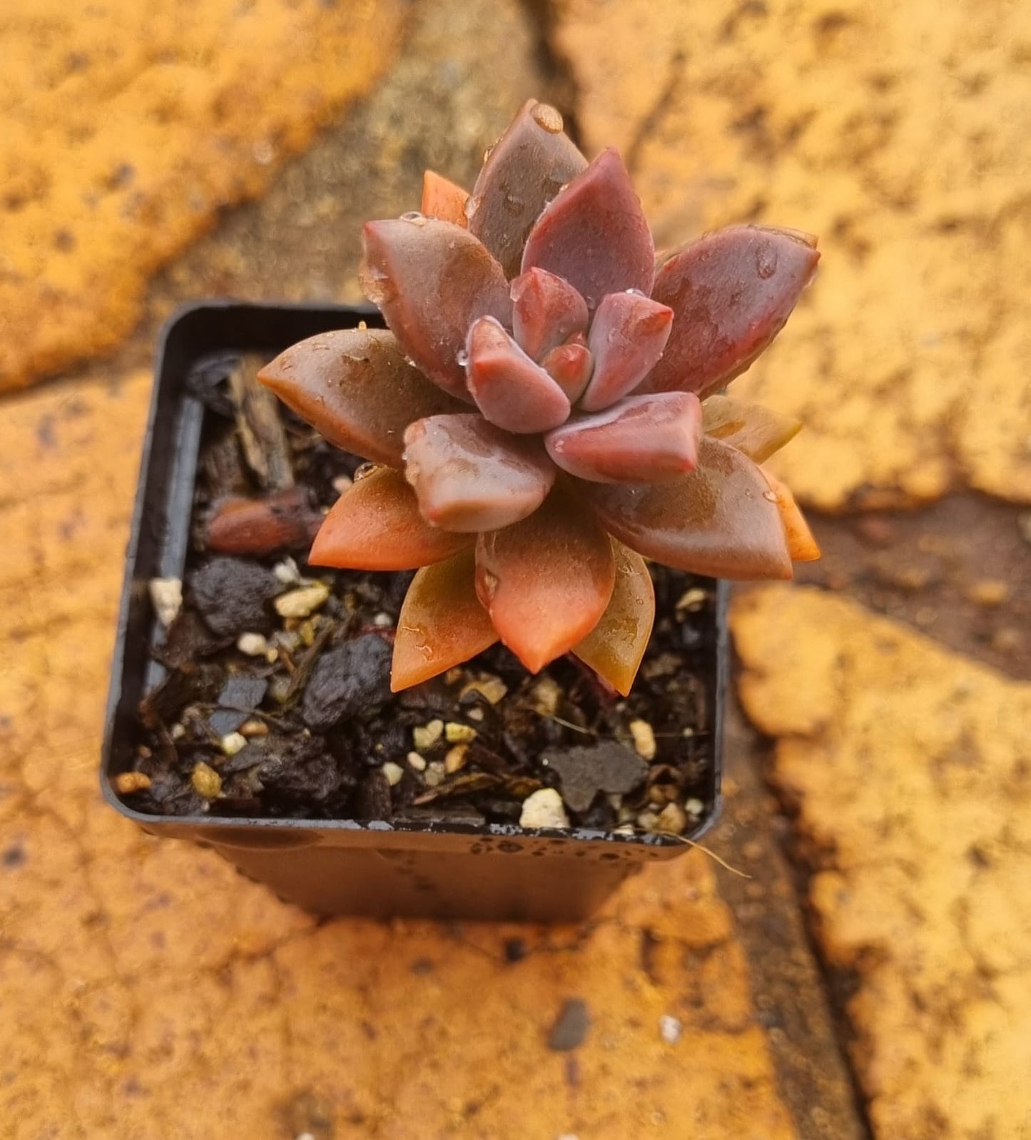 Graptopetalum Bronze - Sml