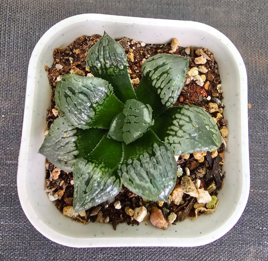 Haworthia Marilyn