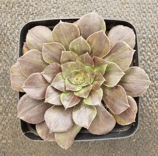 Aeonium Flowerlight