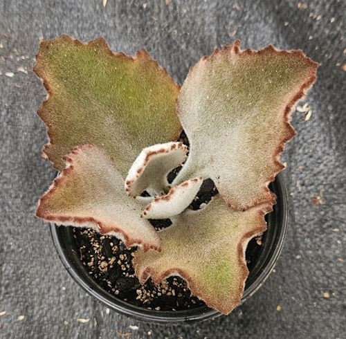 Kalanchoe Beharensis Fang