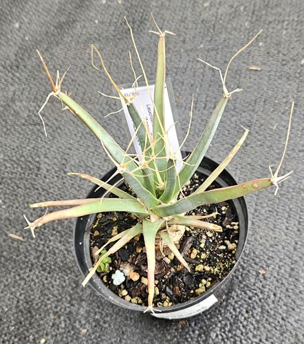 Leuchtenbergia Principis -Agave Cactus