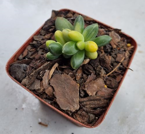 Pachyveria Glauca Little Jewel Variegated