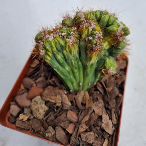 Cereus Peruvianus Monstrose, Variegated
