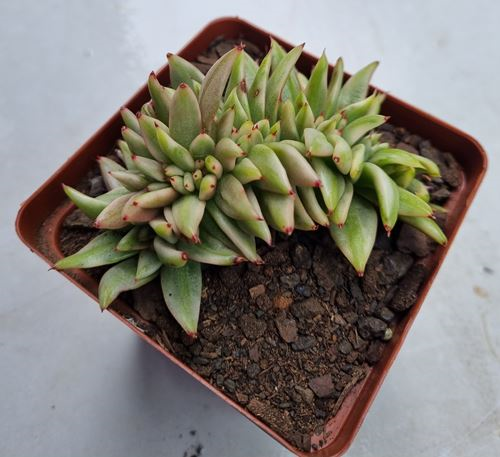 Echeveria Agavoides Variegated Crest