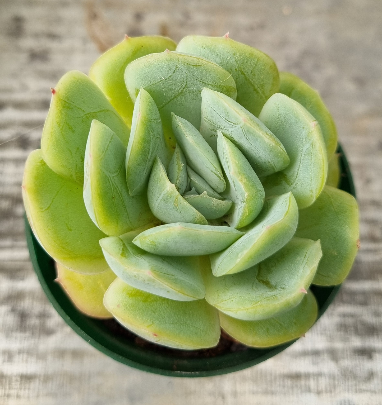 Echeveria Elegans