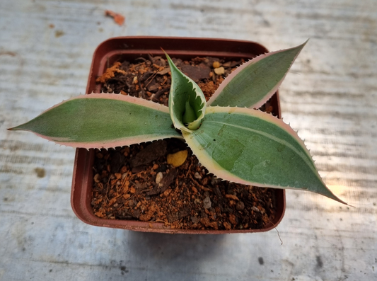 Agave Potatorum Kichijokan - Variegated Pup