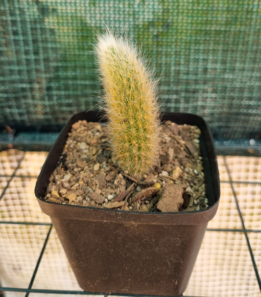 Cleistocactus Monkey Tail - Newly Rooted Pup