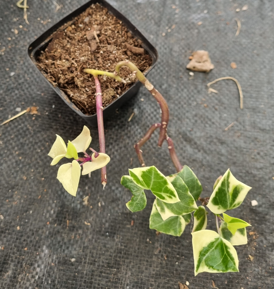 Senecio Macroglossus Natal Ivy - Sml