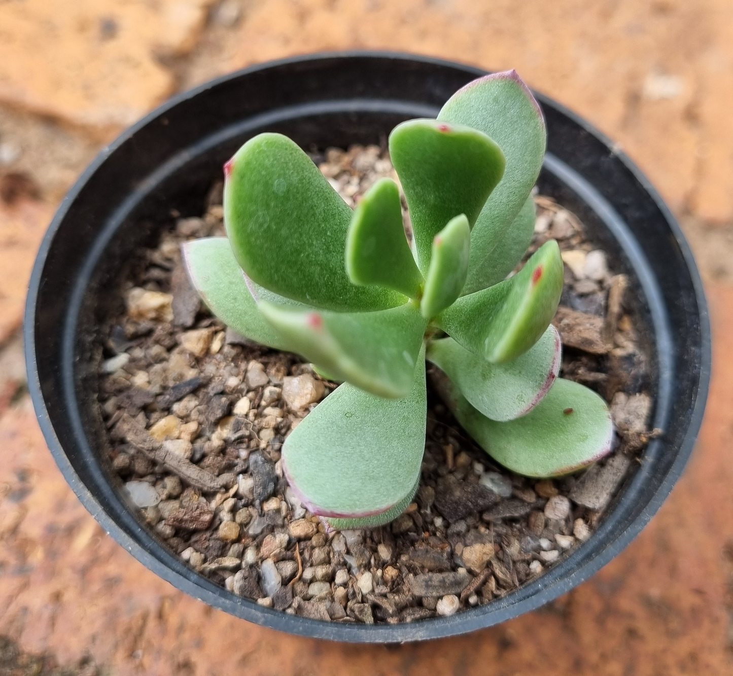 Cotyledon Eliseae