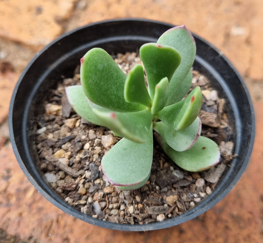 Cotyledon Eliseae