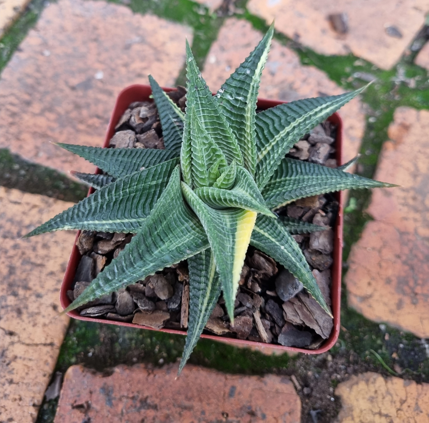 Haworthia Limifolia Variegated