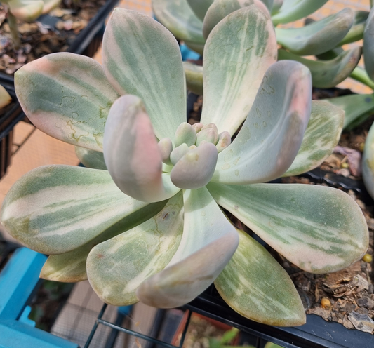 Echeveria Supreme Variegated