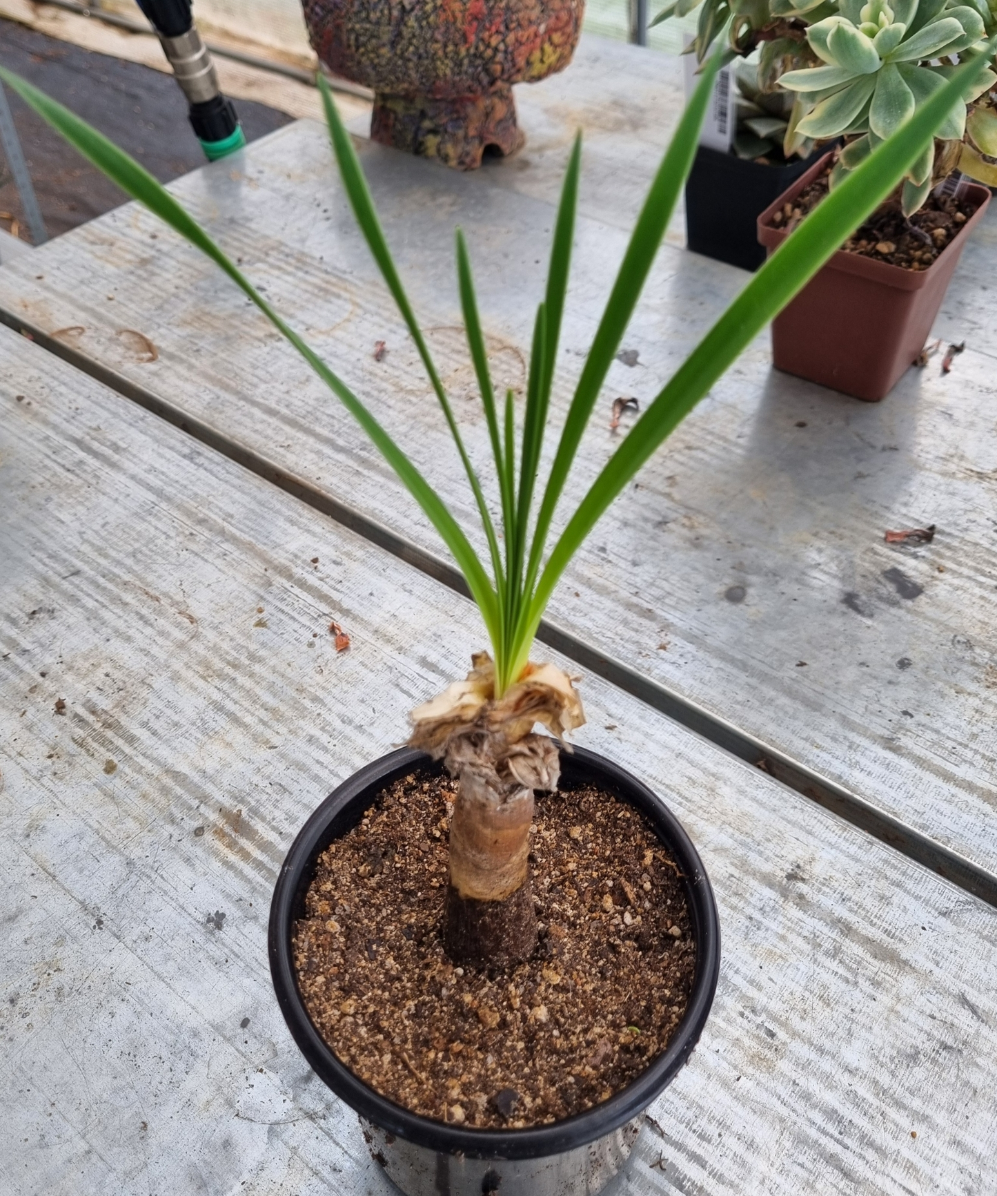 Boophone Disticha