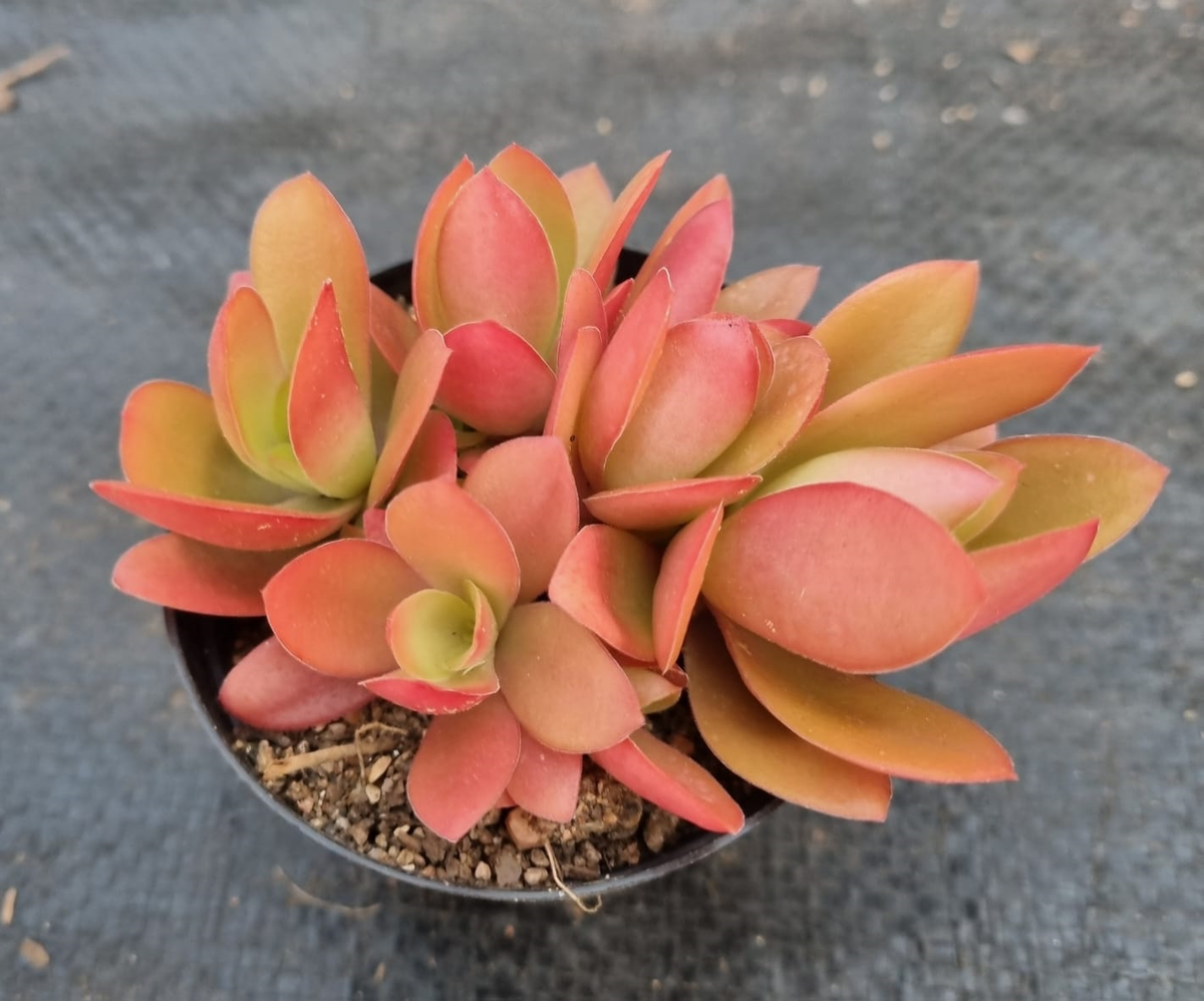 Crassula Capitella Campfire