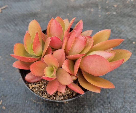Crassula Capitella Campfire