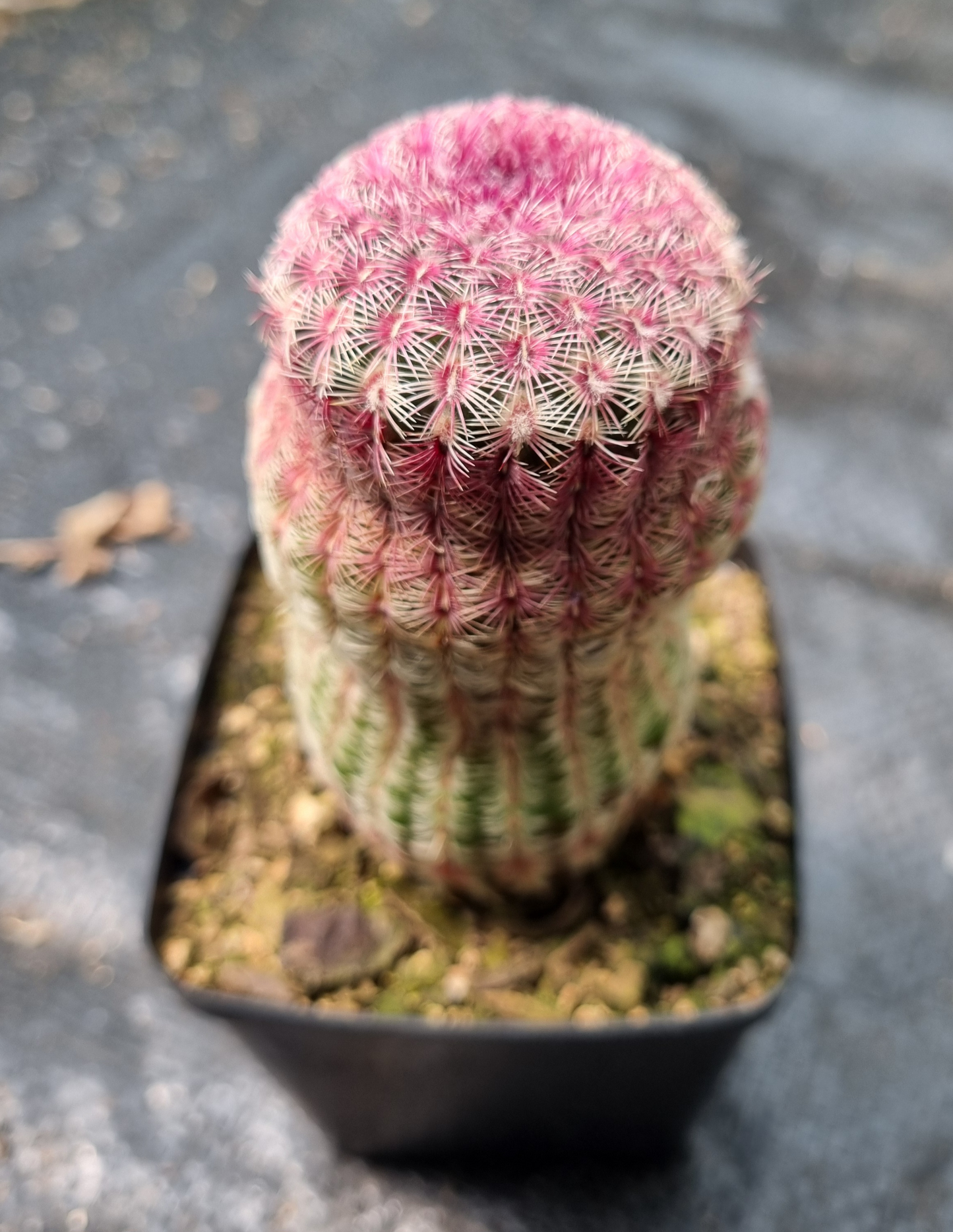 Echinocereus Rigidissimus Rainbow Cactus
