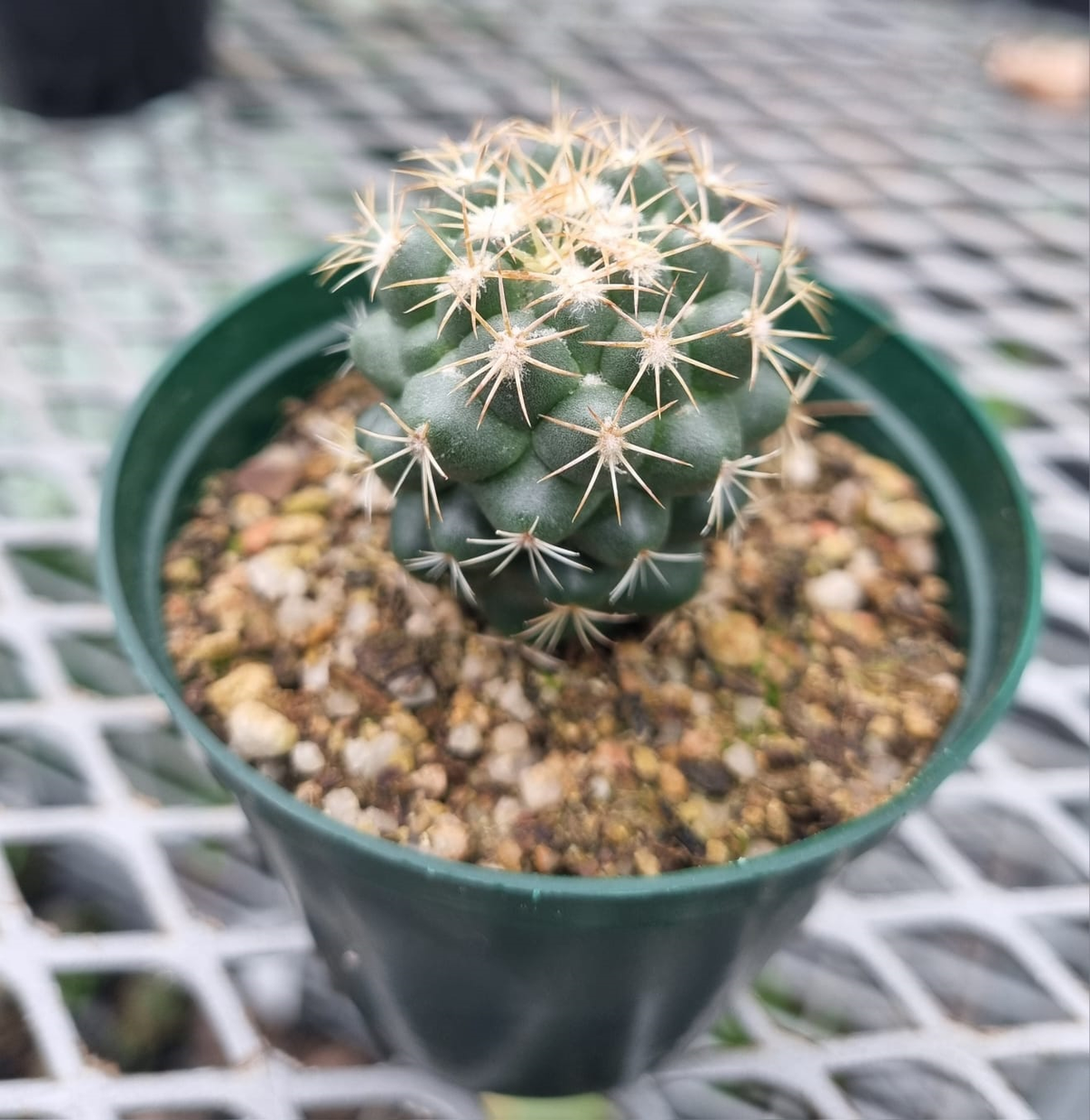 Coryphantha Elephantidens
