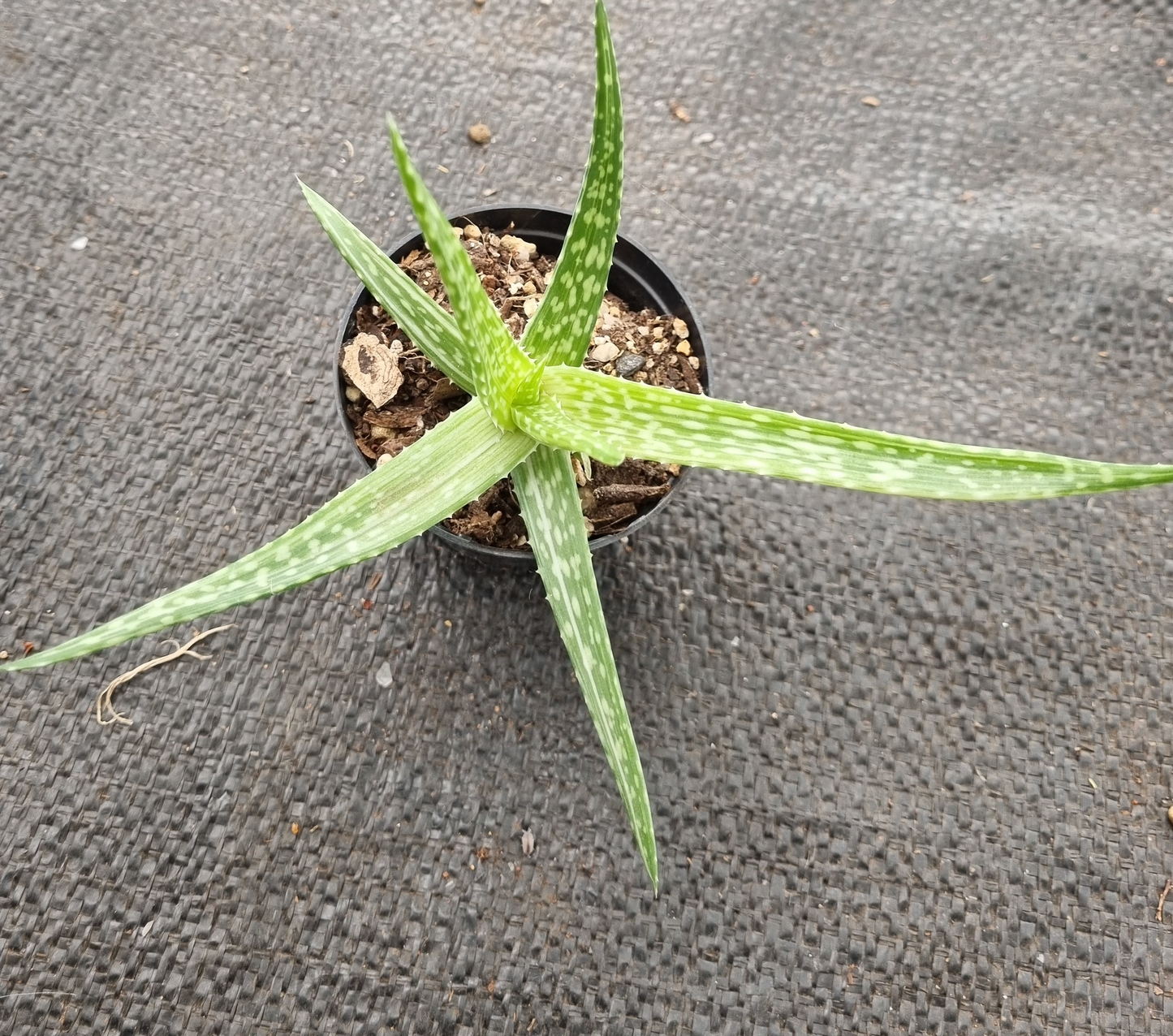Aloe Vera Vito - Variegated Mother