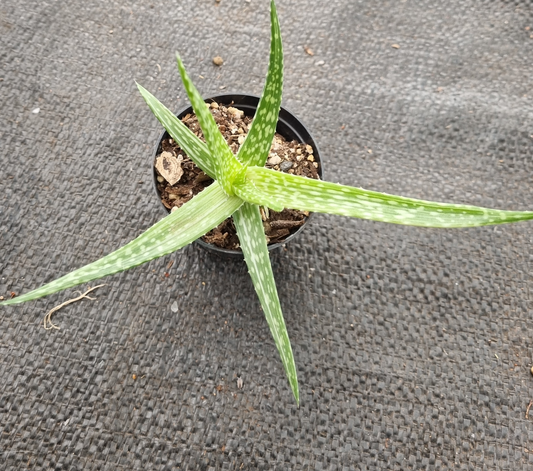 Aloe Vera Vito - Variegated Mother