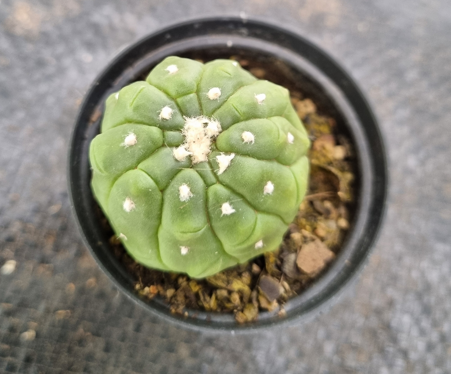 Astrophytum Asterias Kikko 5cm