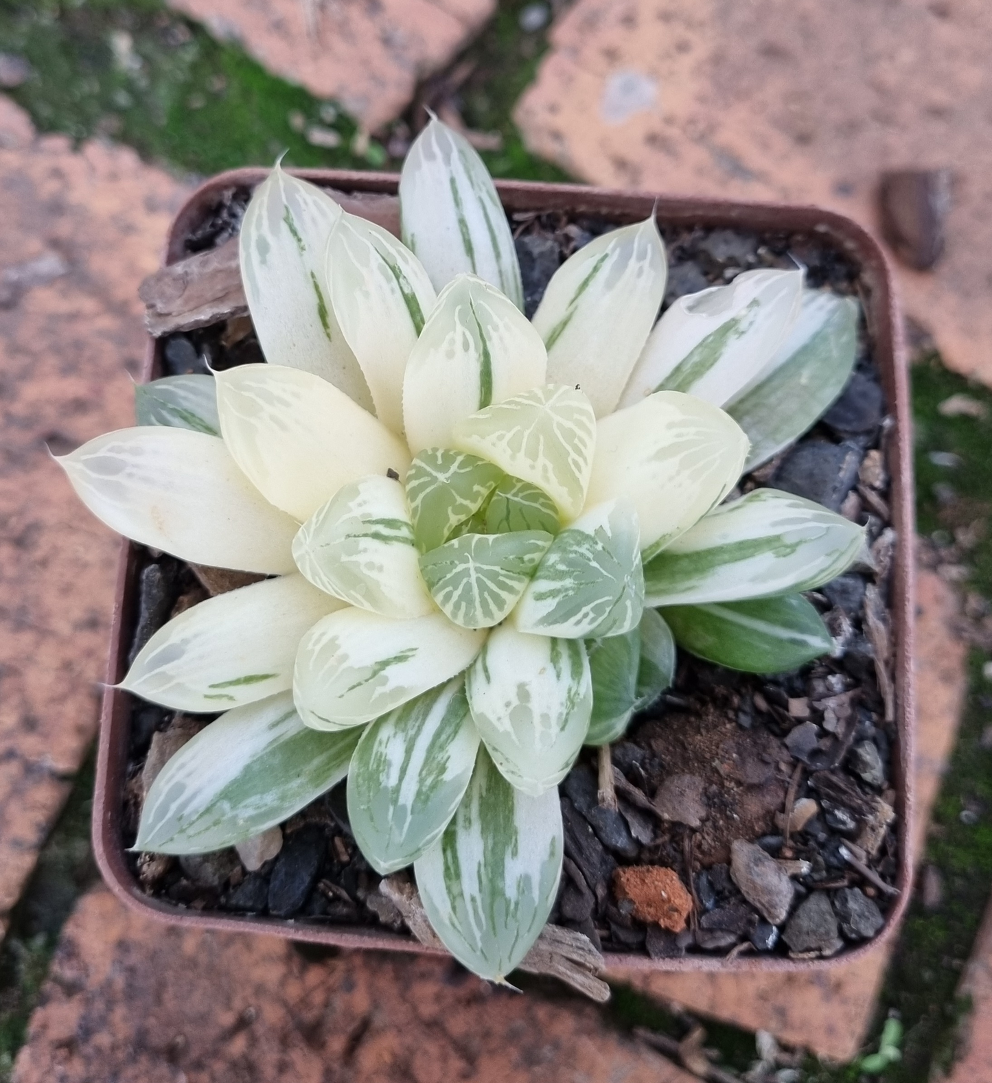 Haworthia Cooperi Variegated