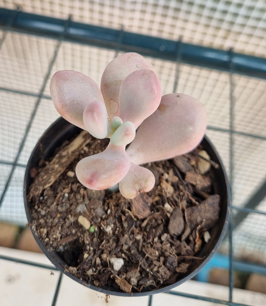 Pachyphytum Oviferum - Pink Moonstone