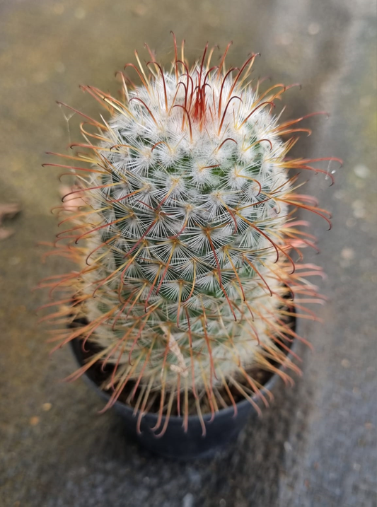 Mammillaria Bocasana