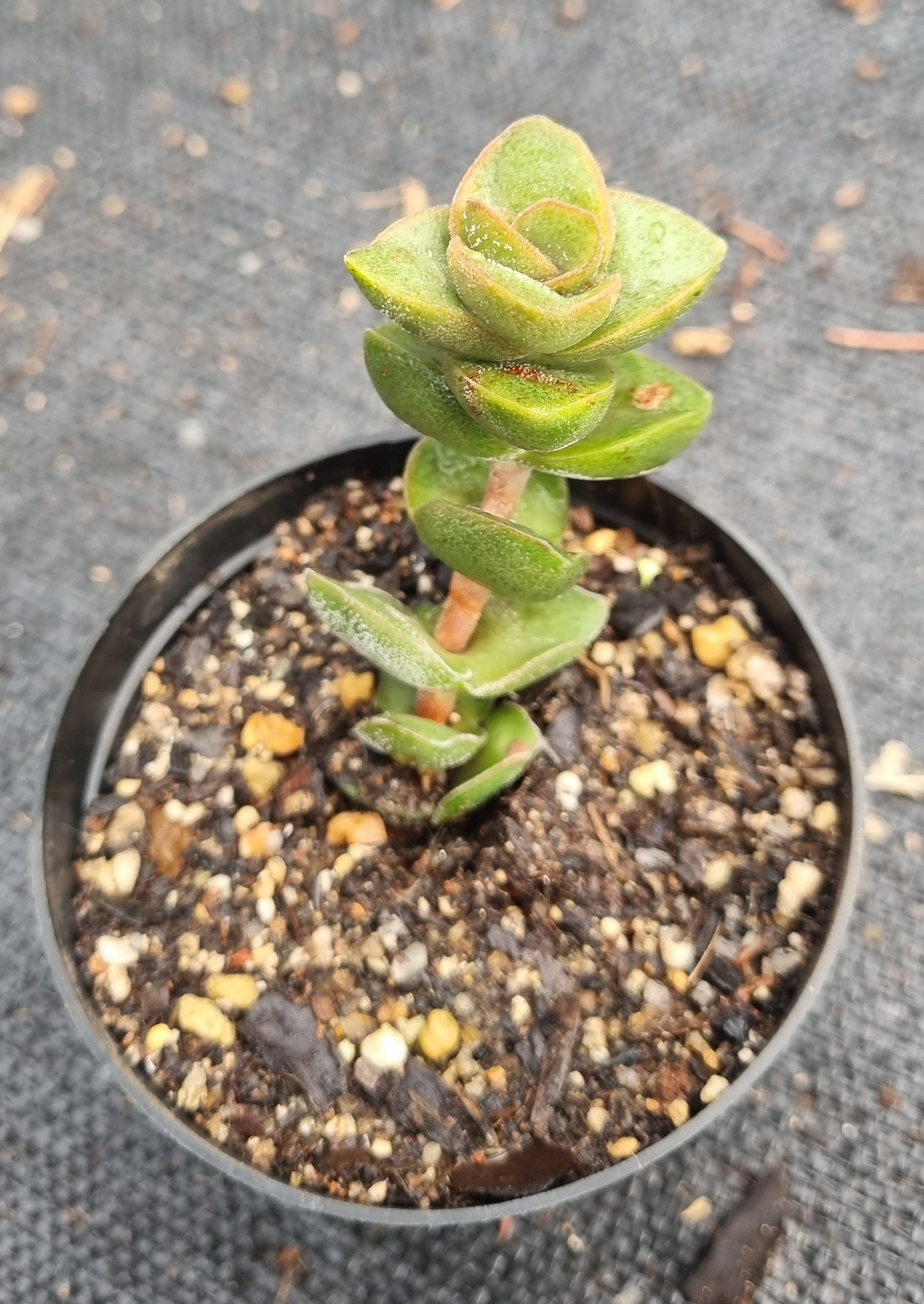 Crassula Jade Tower