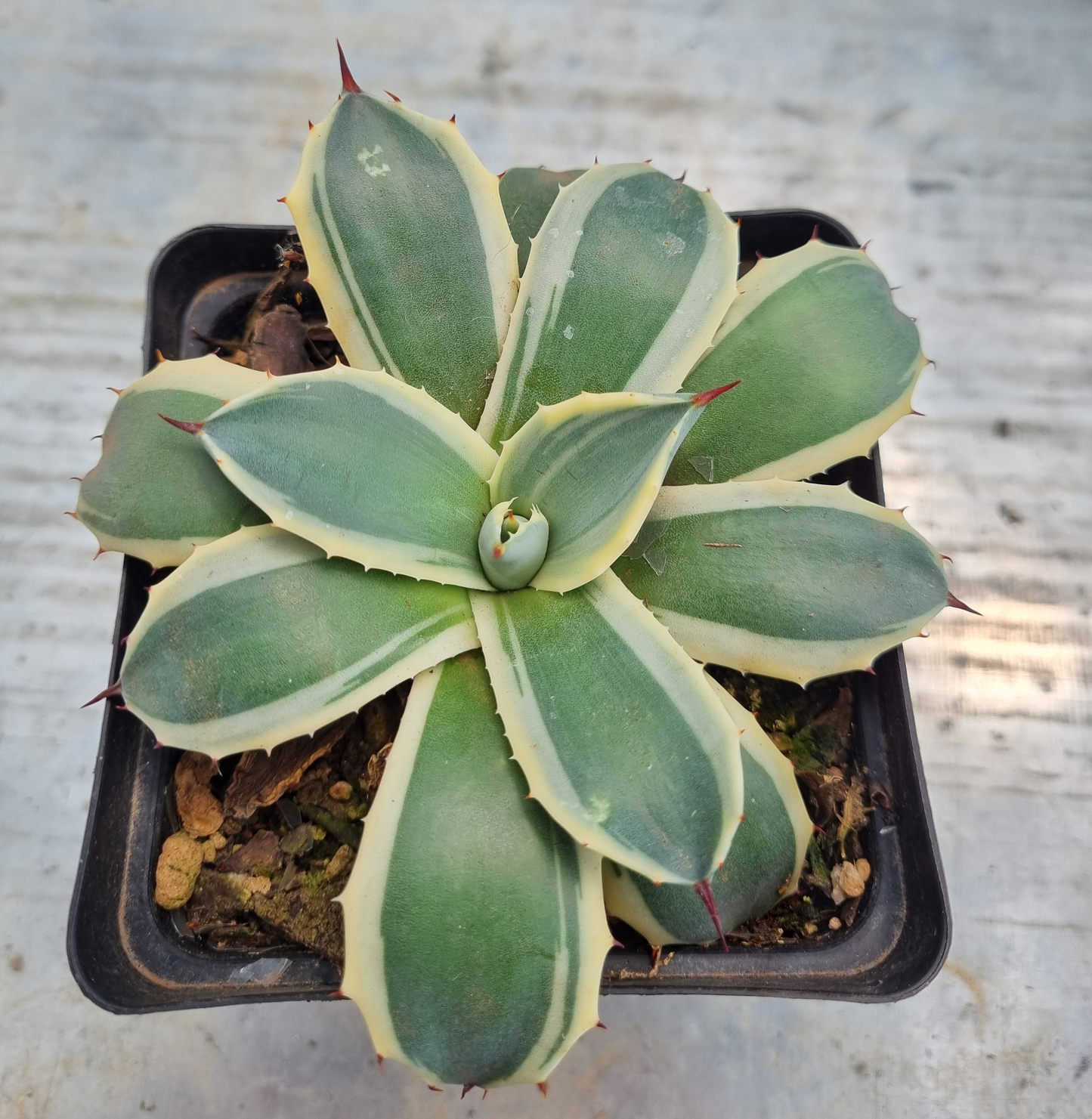 Agave Cream Spike
