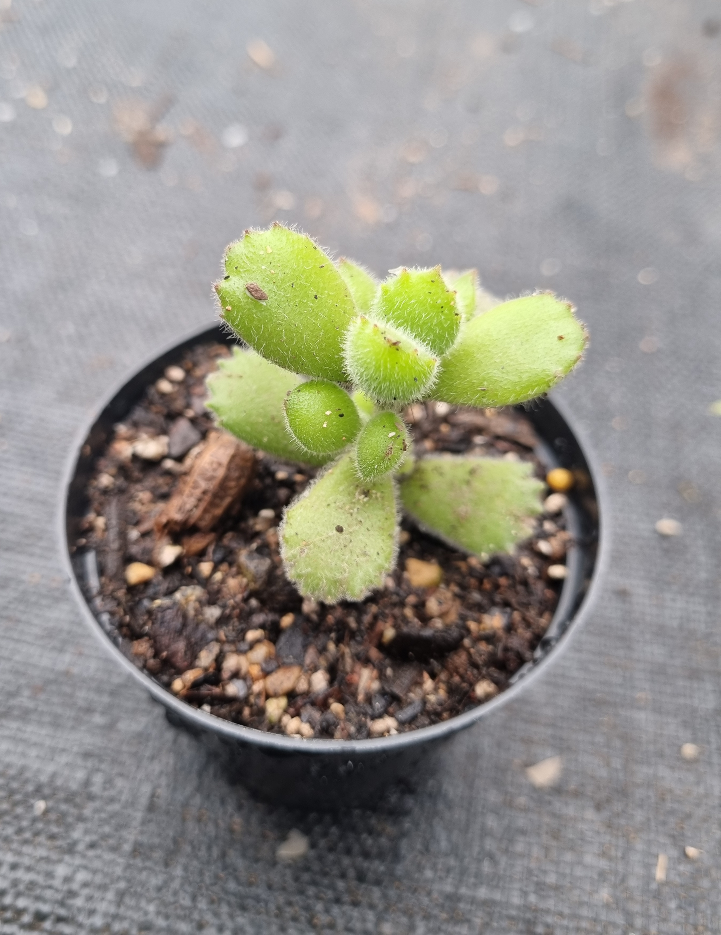 Cotyledon Tomentosa Bear Paw