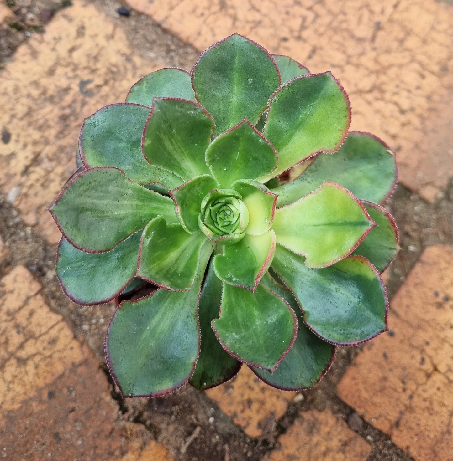 Aeonium Butterfly