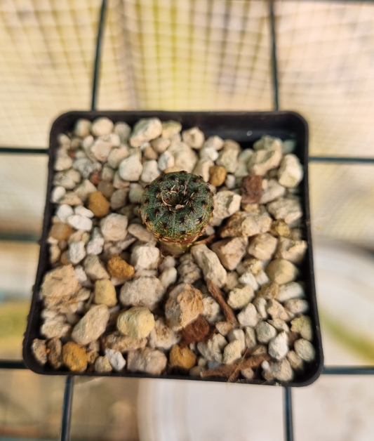 Frailea Phaeodisca